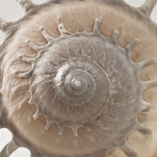 Shell Swirl - Assaf Frank