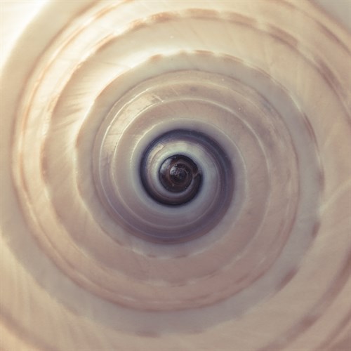 Shell Twirl - Assaf Frank