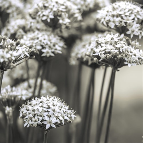 Allium Cluster - Assaf Frank