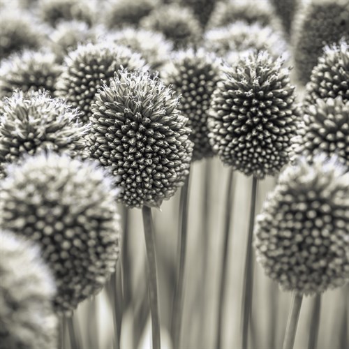Allium Assemblage - Assaf Frank