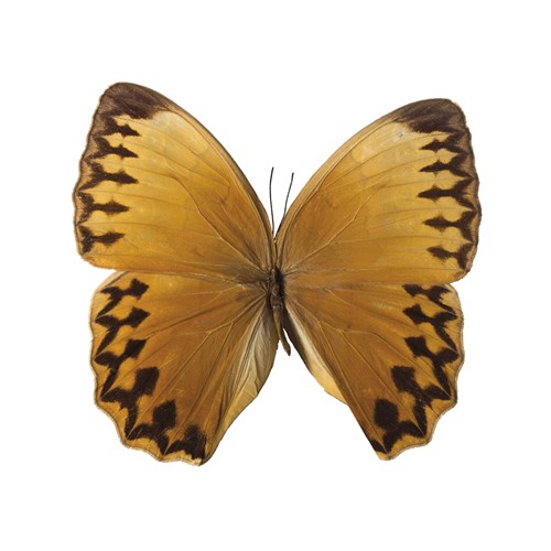 Bittersweet Wings - Assaf Frank