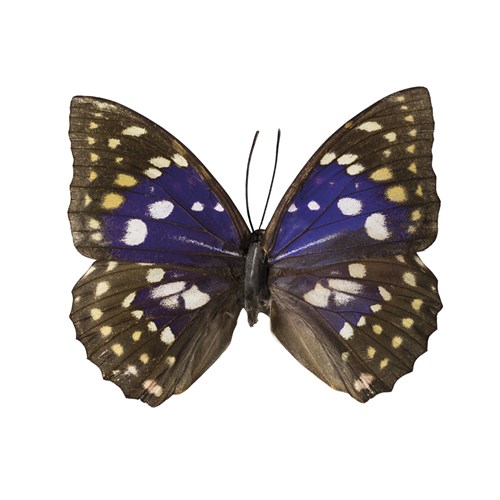 Violet Wings - Assaf Frank