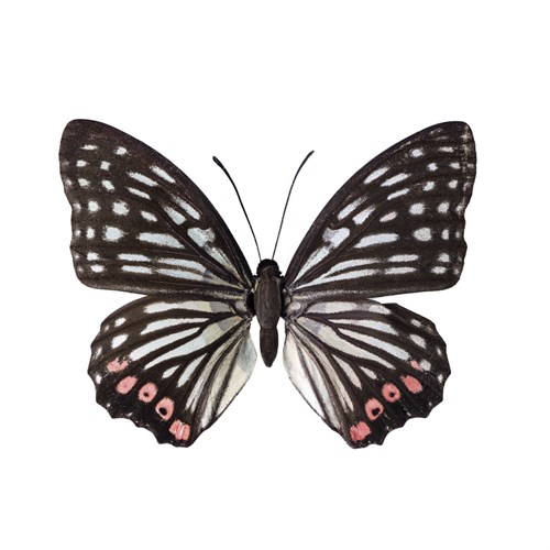 Monochrome Wings - Assaf Frank