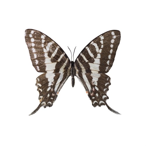 Chestnut Wings - Assaf Frank