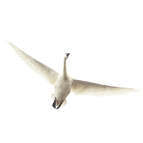 Lone Swan - Wink Gaines