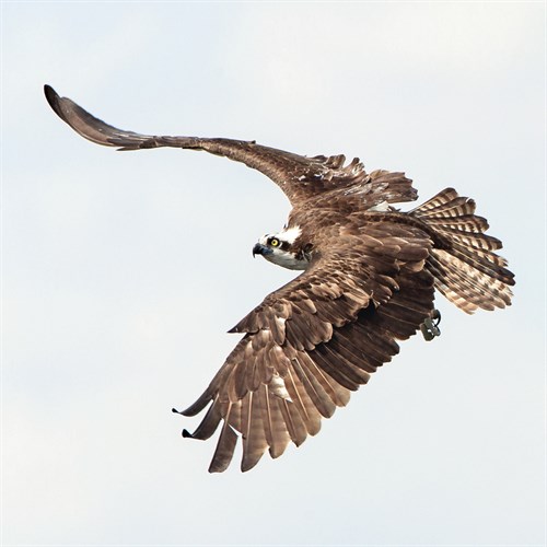 Osprey At Stick Marsh - Wink Gaines