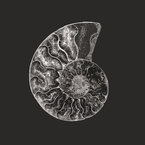 Ammonite Fossil - Still - Assaf Frank