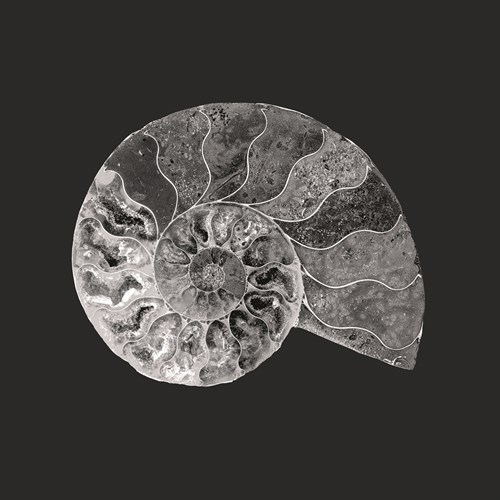 Ammonite Fossil - Focus - Assaf Frank