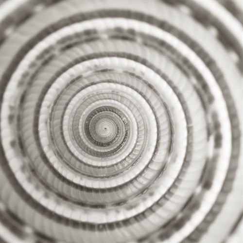 Architect Shell - Focus - Ben Wood