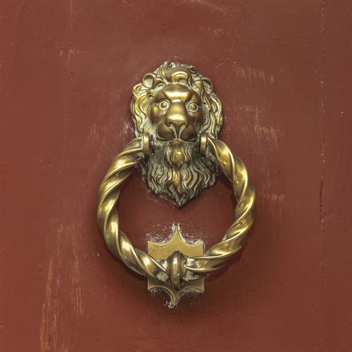 Lion's Mane Rapper - Assaf Frank