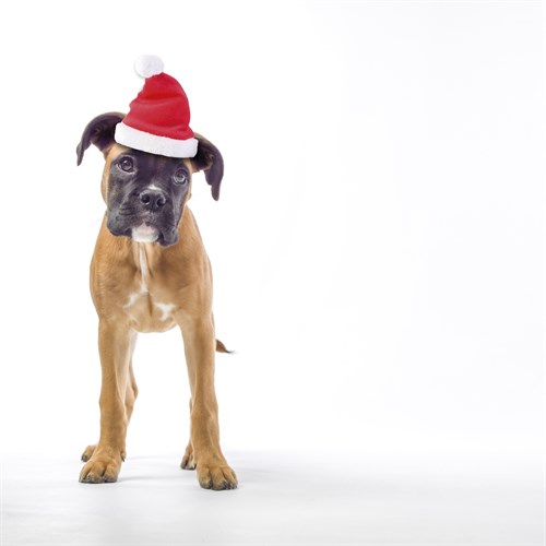 Santa Paws - Assaf Frank
