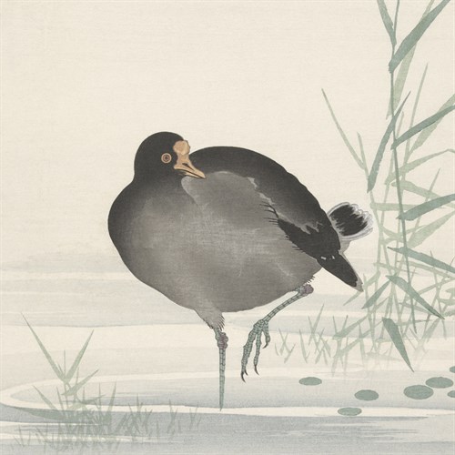 Moorhen - Ohara Koson