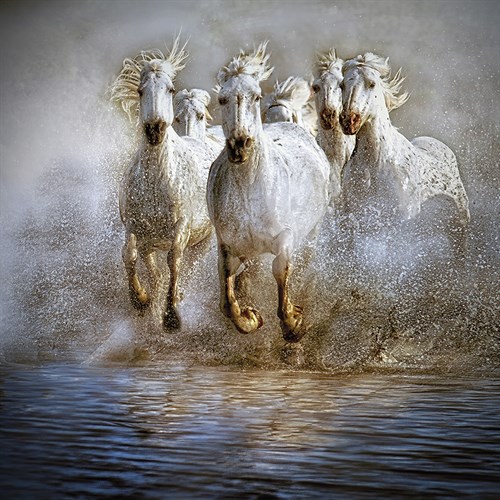 Water Camargue - Bobbie Goodrich