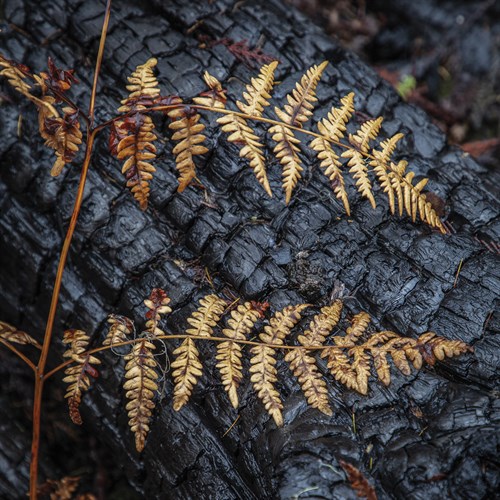Autumn Grace - Andrew Geiger