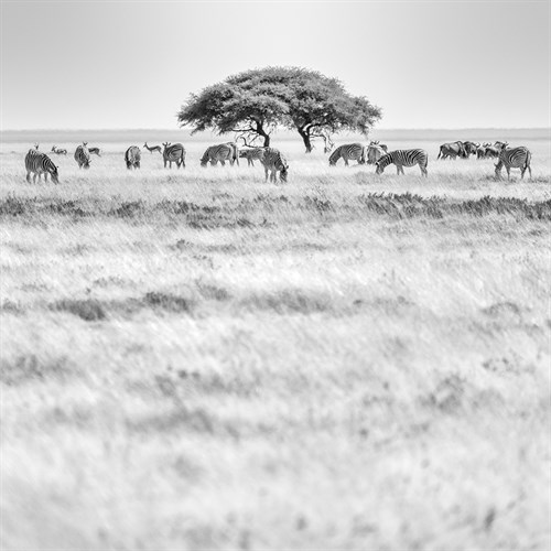 Savanna Grazing - Catherina Unger