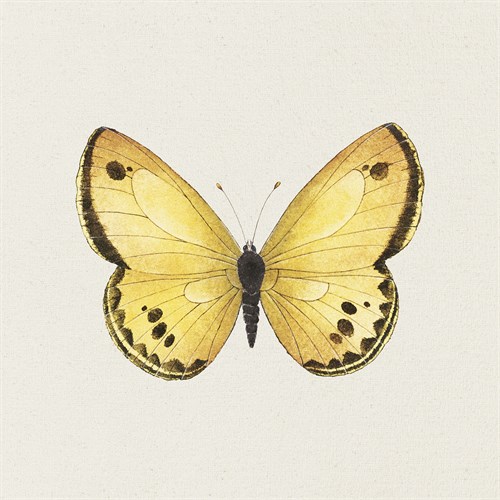 Butterfly Lemon - Sophie Golaz