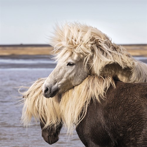 Entwined - Tim Mannakee