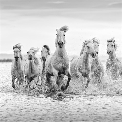 Spirited Splashing - Tim Mannakee