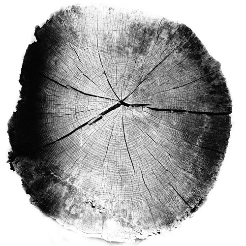 Timber Isolation - Sarah Hart Morgan