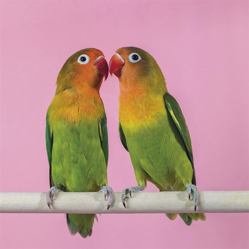 Birdsong - Harmony - Assaf Frank