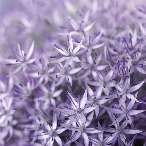 Allium Wisteria - Assaf Frank