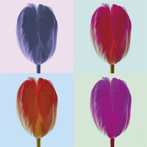 Tulip Quadrant I - Katja Marzahn