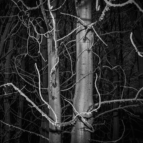 Stark Trees - Andrew Geiger