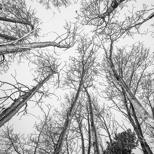 Bold Canopy - Andrew Geiger