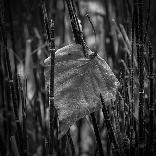 Caught - Andrew Geiger