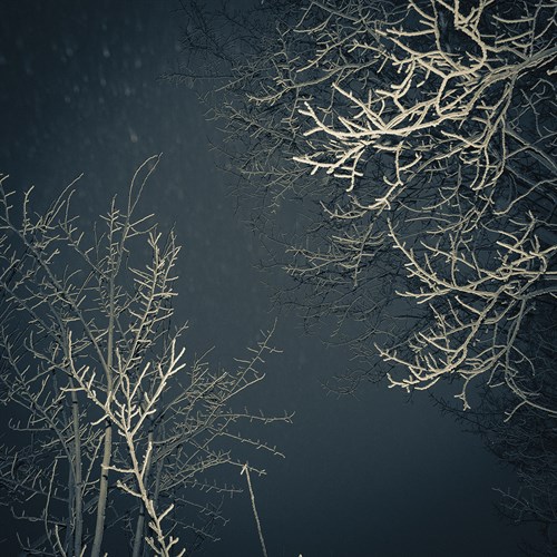 Forest Edges - Andrew Geiger