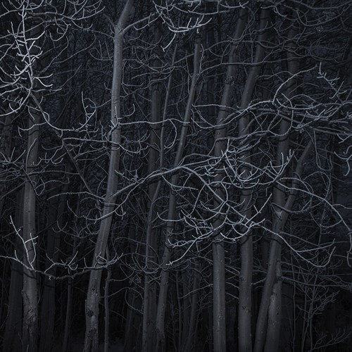 Many Trees - Andrew Geiger