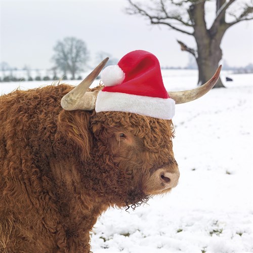 Festive Cow - Assaf Frank
