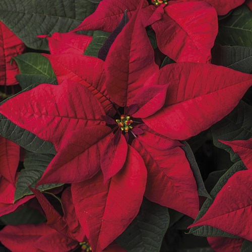 Poinsettia Focus - Assaf Frank