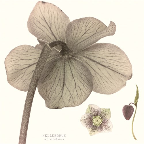 Hellebore II - Katja Marzahn