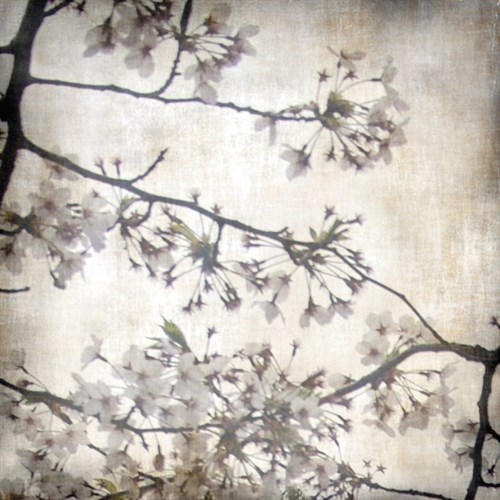 Cherry Blossom Tree VI - Tony Koukos