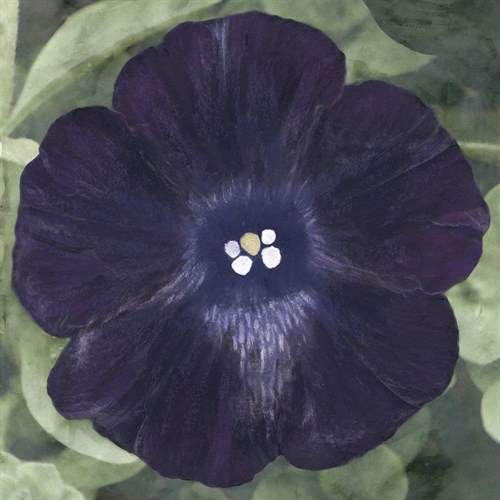 Floral Allure - Velvet - Belle Poesia
