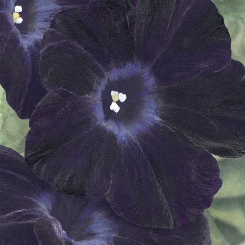 Floral Allure - Soft - Belle Poesia
