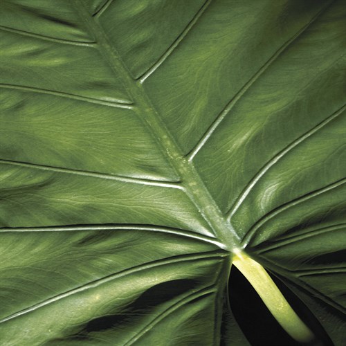 Flora Tropical - Leaf - Tony Koukos