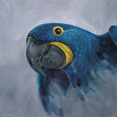 Hyacinth Macaw  - Lucy Blackstone