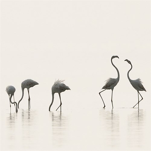 Flamingo Community II - Staffan Widstrand