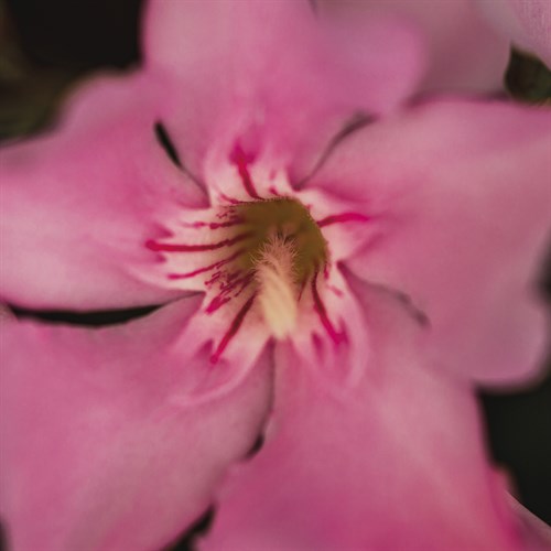 Orchid in Focus - Florian Schleinig