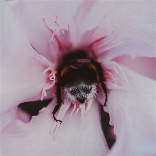 Bumblebee Bloom - Florian Schleinig