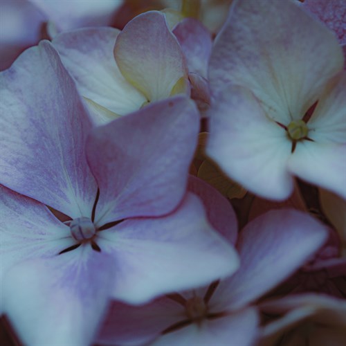 Hydrangea Detail - Florian Schleinig