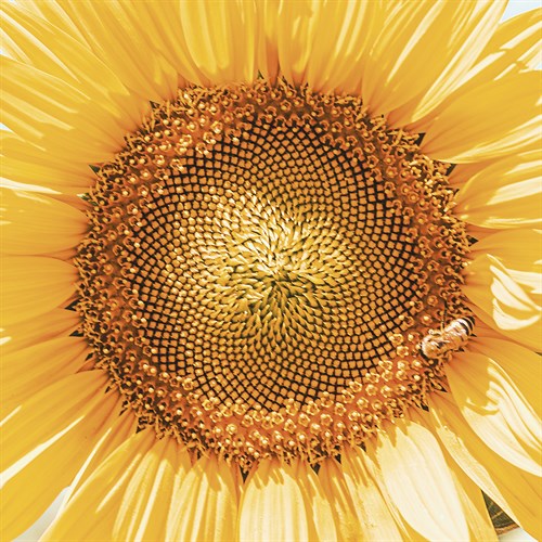 Sunflower Focus - Florian Schleinig