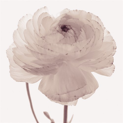 Flourish - Serene - Katja Marzahn