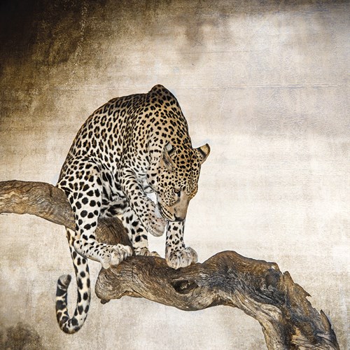African Leopard - Bobbie Goodrich