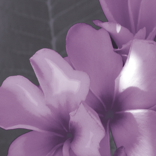 Plumeria Bloom II - Tony Koukos