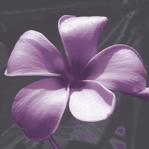 Plumeria - Solitary - Tony Koukos