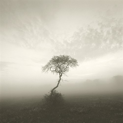 Wilderness - Solitary - Michael Kahn
