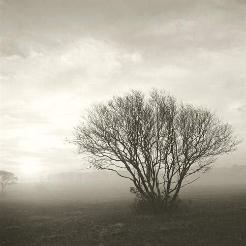 Wilderness - Steady - Michael Kahn